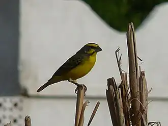 Description de l'image Serinus mozambicus 0006.jpg.