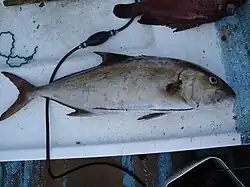 Seriola peruana