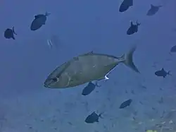 Seriola rivoliana