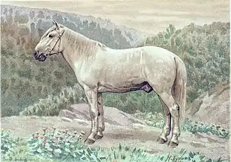 Serko, hongre gris de 1,37 m, à l'âge de 14 ans.