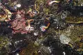 Des Serpula vermicularis sur un fond rocheux. On remarque aussi un chiton en bas au centre.