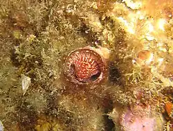 Thylacodes arenarius (France).