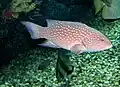 Variola louti