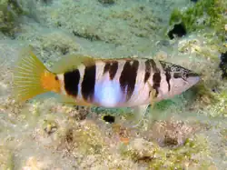 Serranus scriba
