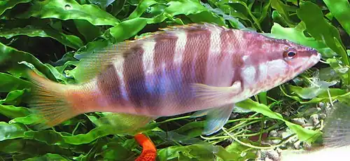 Serranus scriba, un serran (Serraninae).