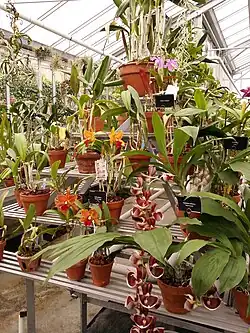 Orchidées.