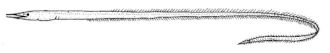 Description de l'image Serrivomer_samoensis_(Samoa_sawtooth_eel).gif.