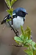 Une Paruline bleue non loin du préau.
