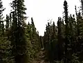 Taiga sur Seven Lakes