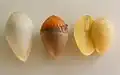 Une germination disséquée.