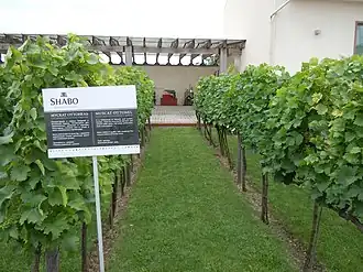 Muscat ottonel