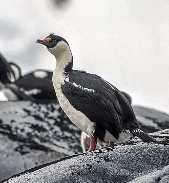 Cormoran impérial (Leucocarbo atriceps)
