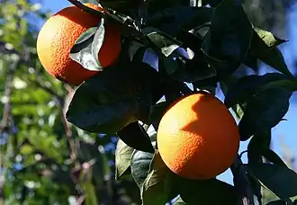 Image illustrative de l’article Orange de Jaffa