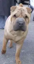 Shar Pei lors d'une exposition canine à Katowice en mars 2005.