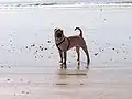Shar Pei fauve agée de 9 mois.