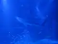 Requin baleine