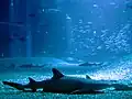 Requin-corail