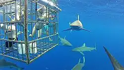 Cage de plongée sous-marine