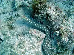 Myrichthys breviceps