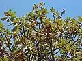 Vitellaria paradoxa, l'arbre à karité