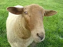 Mouton vu de face.