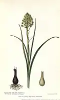 Planche botanique de 1916.