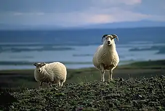 Un agneau (3 à 4 mois) et sa mère (race : Icelandic)