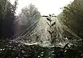 Toile en dôme.