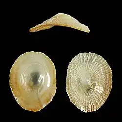 Trimusculus escondidus, un Trimusculidae.