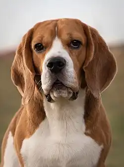 Beagle tricolore.