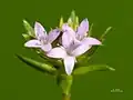 Fleurs en capitule