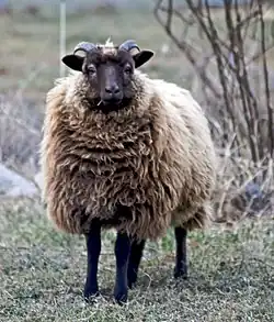 Jeune bélier Shetland « Moorit », de la couleur brune commune à la race