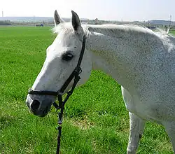 Shagya XXIII-49, fille de l'étalon Shagya XXII, née en 1986 au haras de Topoľčianky, 20 ans sur cette photo. Sa robe est grise truitée.