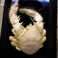 Shinkaia crosnieri.