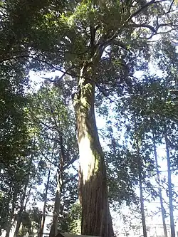 habitus