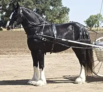 Shire attelé.