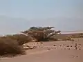 Acacia faux-gommier.