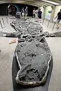 Fossile original de Shonisaurus sikanniensis au musée royal Tyrrell de paléontologie, Alberta (Canada).