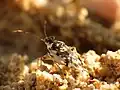 Pentacora signoreti, Yucatan