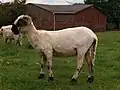 Femelle après la tonte