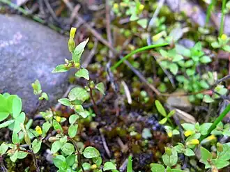 Description de l'image Short-flowered monkeyflower (Mimulus breviflorus) (8050925638).jpg.