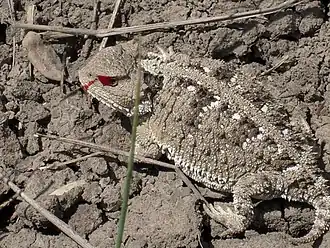 Un lézard Phrynosoma cornutum fait jaillir le sang de ses yeux.