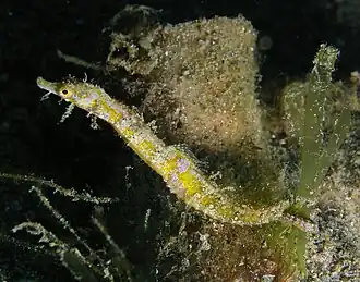 Acentronura tentaculata