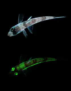 Un Éperlan du large sous lumière du jour et sous UV.