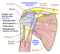 Schéma de l'articulation de l'épaule (vue antérieure).