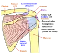 Schéma de l'articulation de l'épaule (vue postérieure).