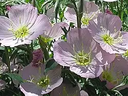 Fleurs.