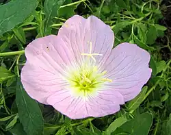 Fleur épanouie.