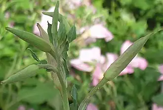 Boutons floraux.