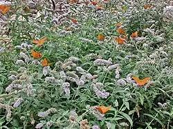 Papillons
